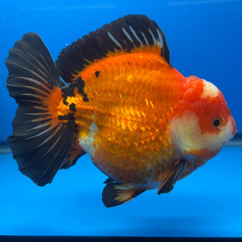 Thai JUMBO Oranda Apache 5.5" Body Male (CRP-CK-579)BLUETUB2