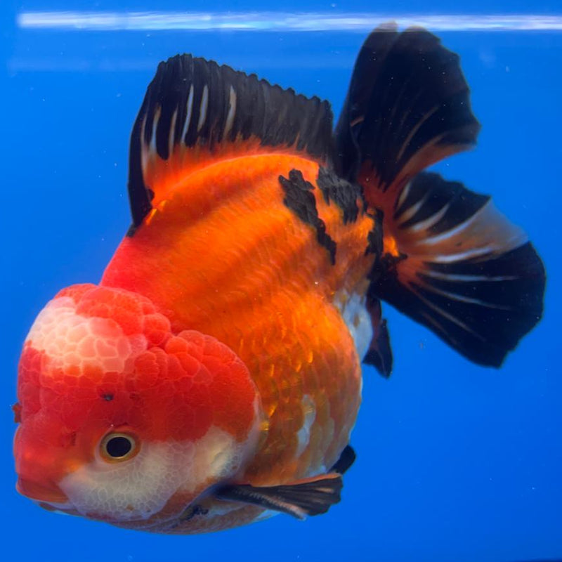Thai JUMBO Oranda Apache 5.5" Body Male (CRP-CK-579)BLUETUB2