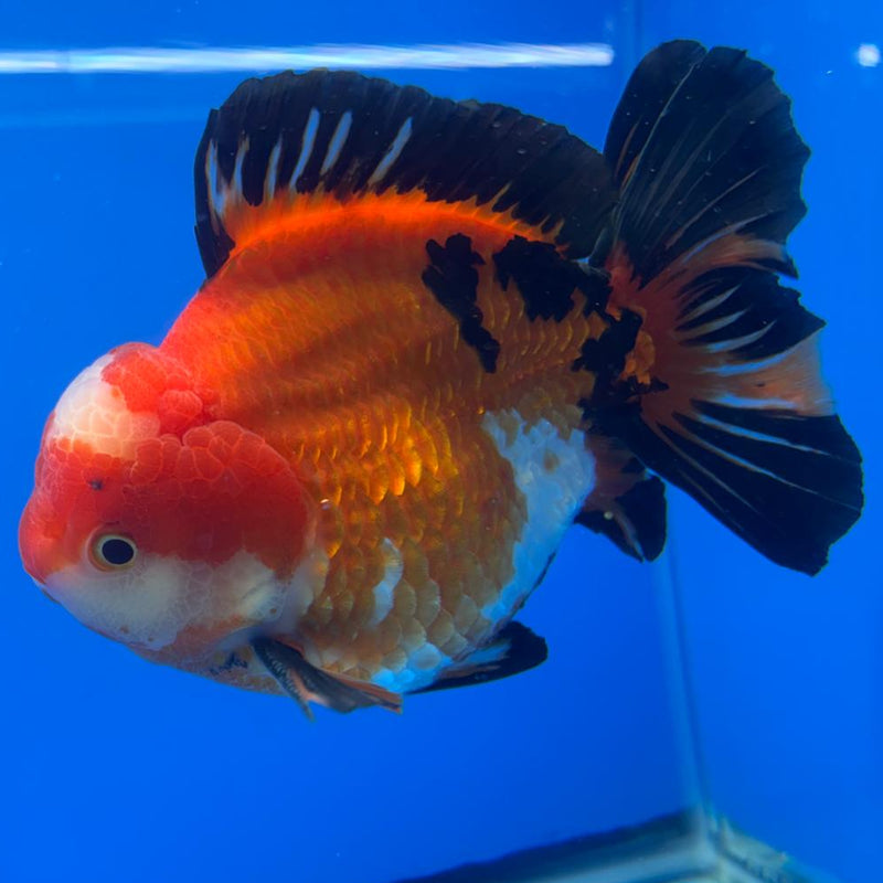 Thai JUMBO Oranda Apache 5.5" Body Male (CRP-CK-579)BLUETUB2