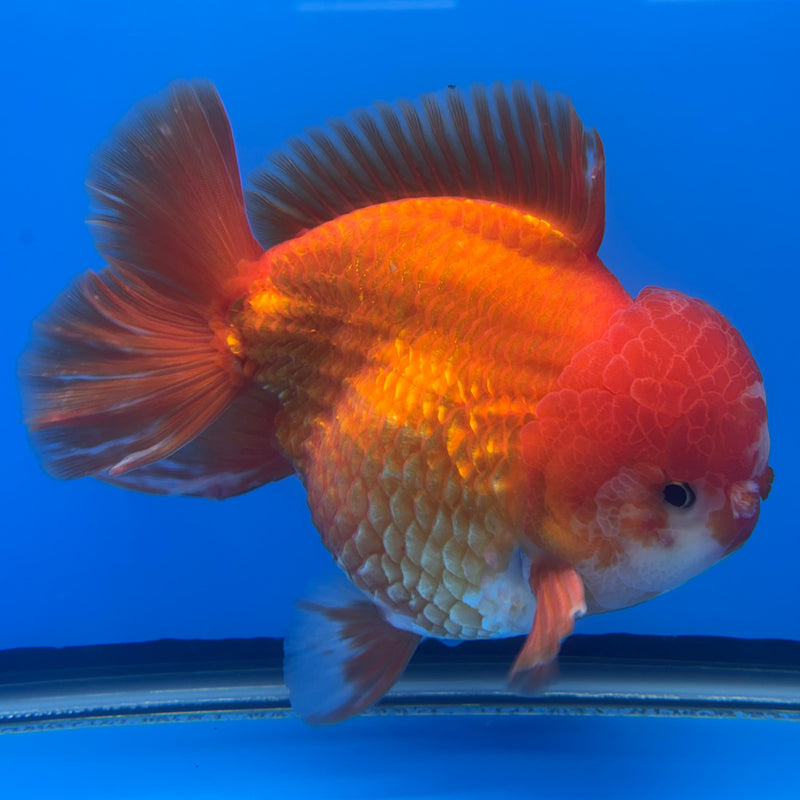 Thai JUMBO Oranda Full Red 5.5" Body Male (CRP-CK-578)BLUETUB2