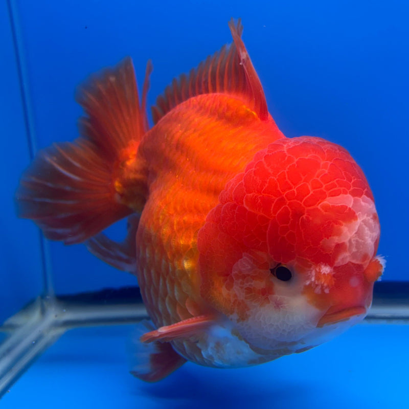 Thai JUMBO Oranda Full Red 5.5" Body Male (CRP-CK-578)BLUETUB2