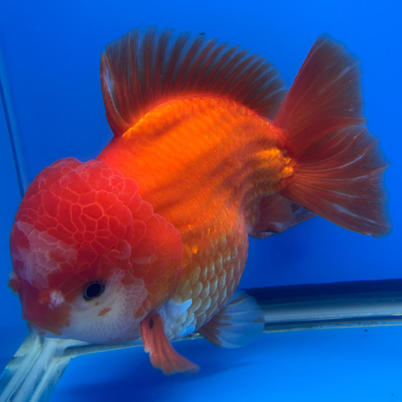 Thai JUMBO Oranda Full Red 5.5" Body Male (CRP-CK-578)BLUETUB2