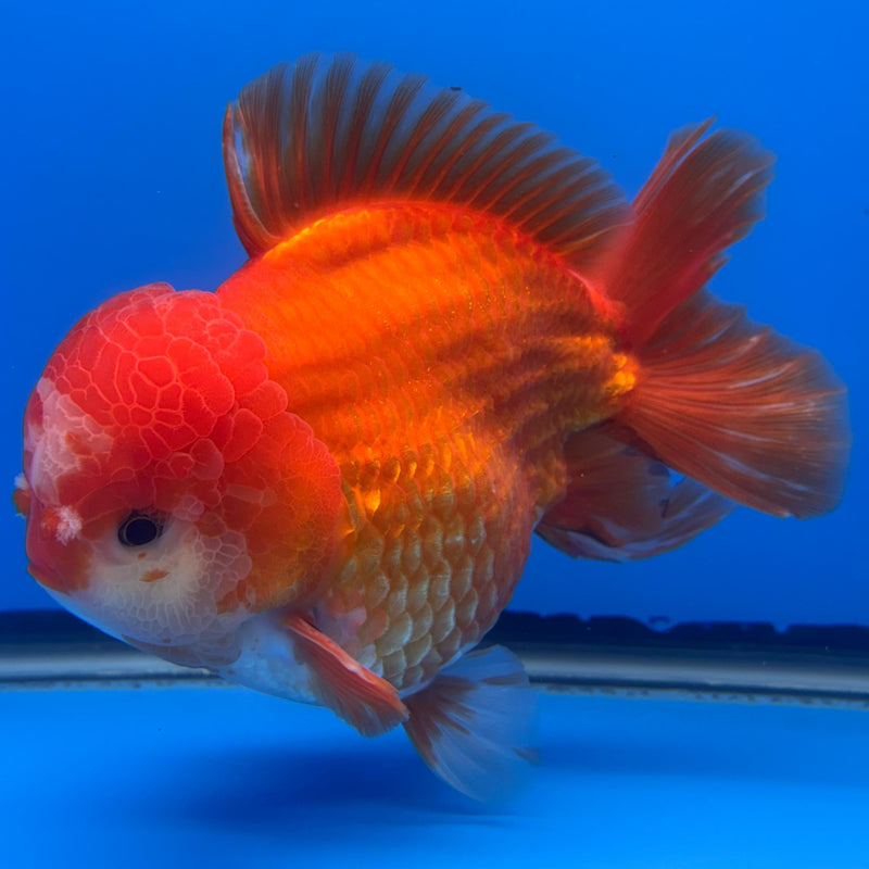 Thai JUMBO Oranda Full Red 5.5" Body Male (CRP-CK-578)BLUETUB2