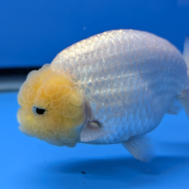 Thai White Ranchu 4.00 inch Body Male (QGF-DR-009)R1B10