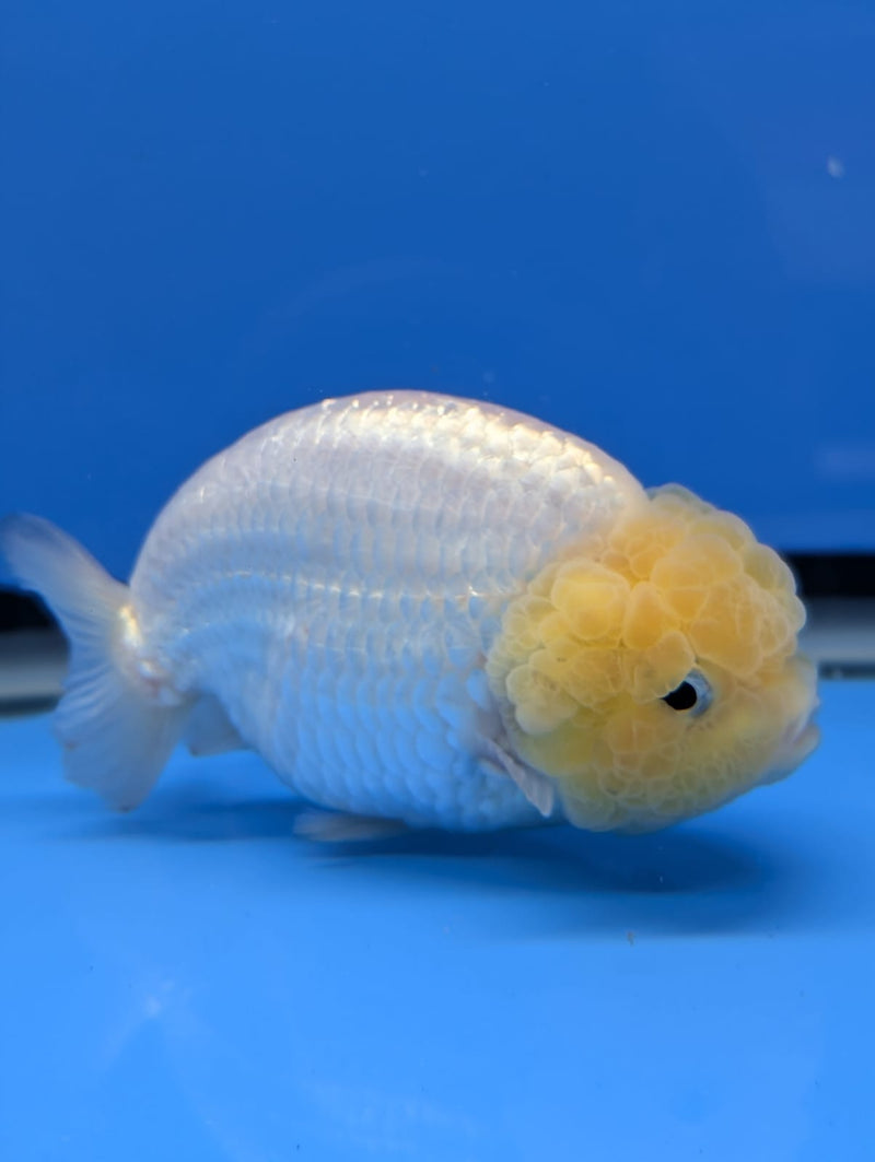 Thai White Ranchu 4.00 inch Body Male (QGF-DR-009)R1B10