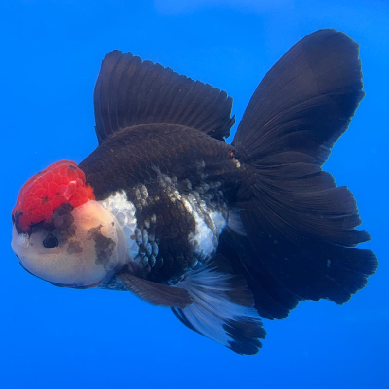 Thai Oranda Orchid Tail Tri-Color 4" Body Male (CK-585)R1B12