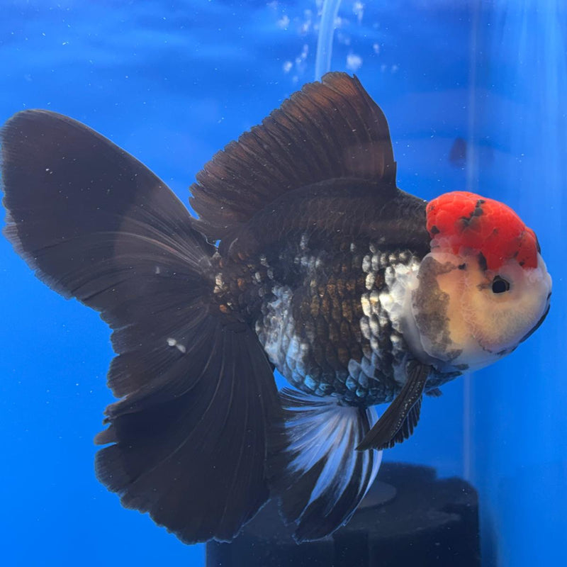 Thai Oranda Orchid Tail Tri-Color 4" Body Male (CK-585)R1B12