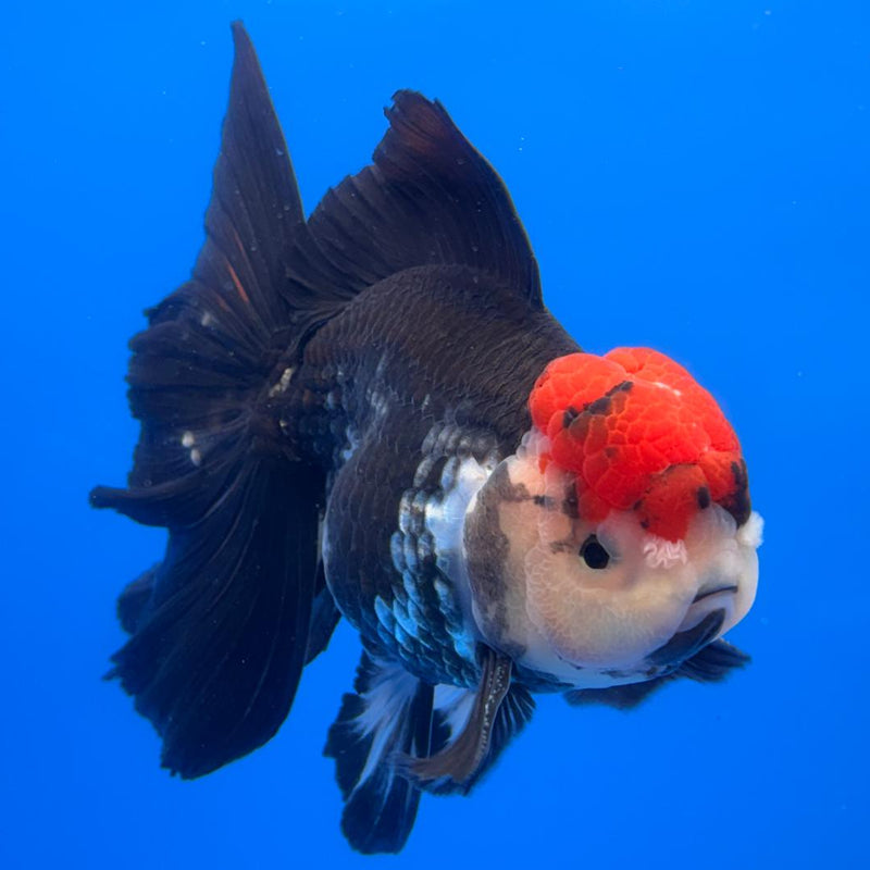Thai Oranda Orchid Tail Tri-Color 4" Body Male (CK-585)R1B12