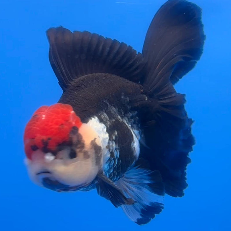 Thai Oranda Orchid Tail Tri-Color 4" Body Male (CK-585)R1B12