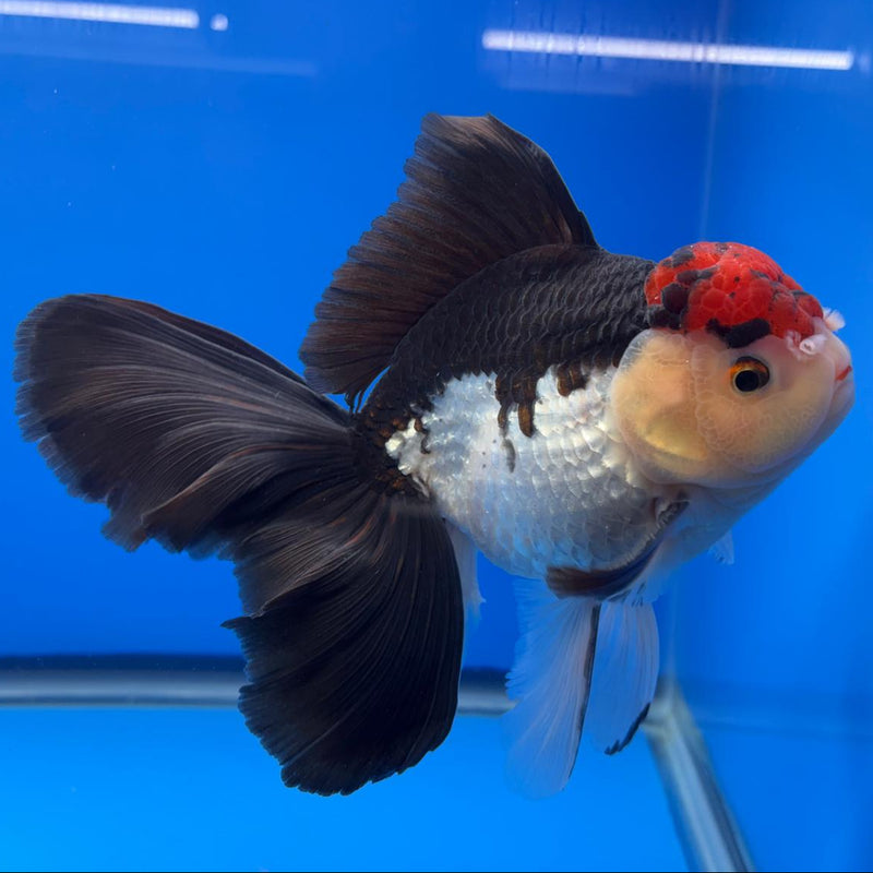 Thai Oranda Orchid Tail Tri-Color 4.5" Body Male (CK-586)R1B12