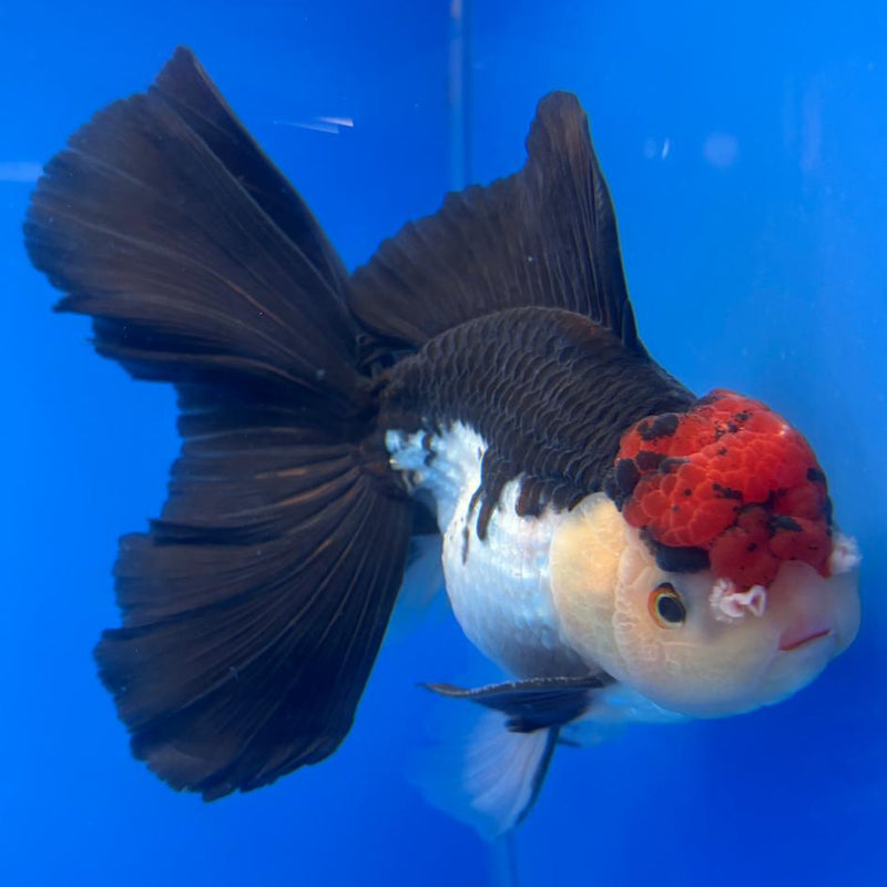 Thai Oranda Orchid Tail Tri-Color 4.5" Body Male (CK-586)R1B12