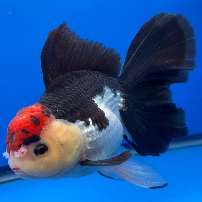 Thai Oranda Orchid Tail Tri-Color 4.5" Body Male (CK-586)R1B12