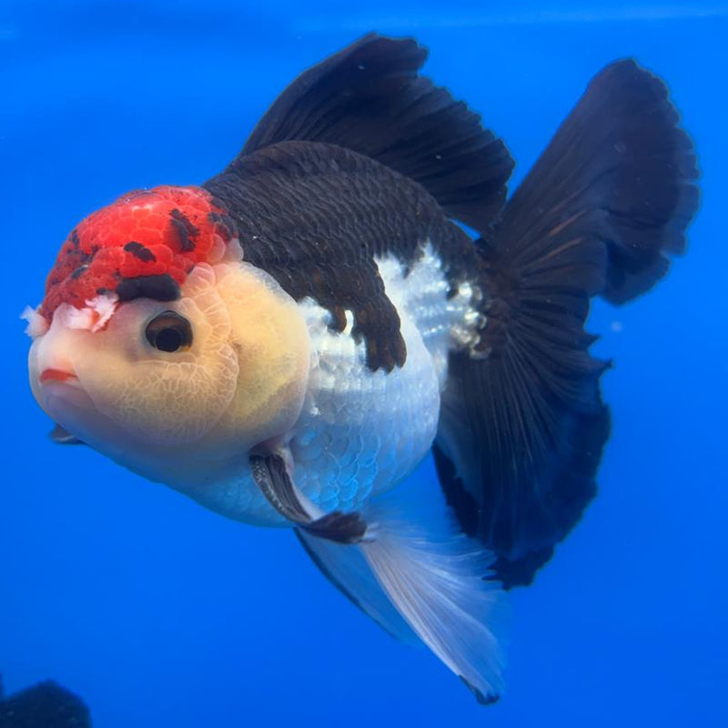 Thai Oranda Orchid Tail Tri-Color 4.5" Body Male (CK-586)R1B12