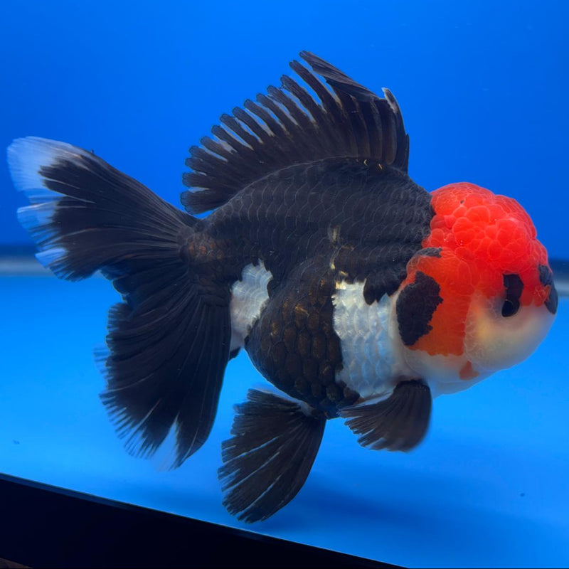 Thai Oranda Orchid Tail Tri-Color 4" Body Female (CK-587)R1B12