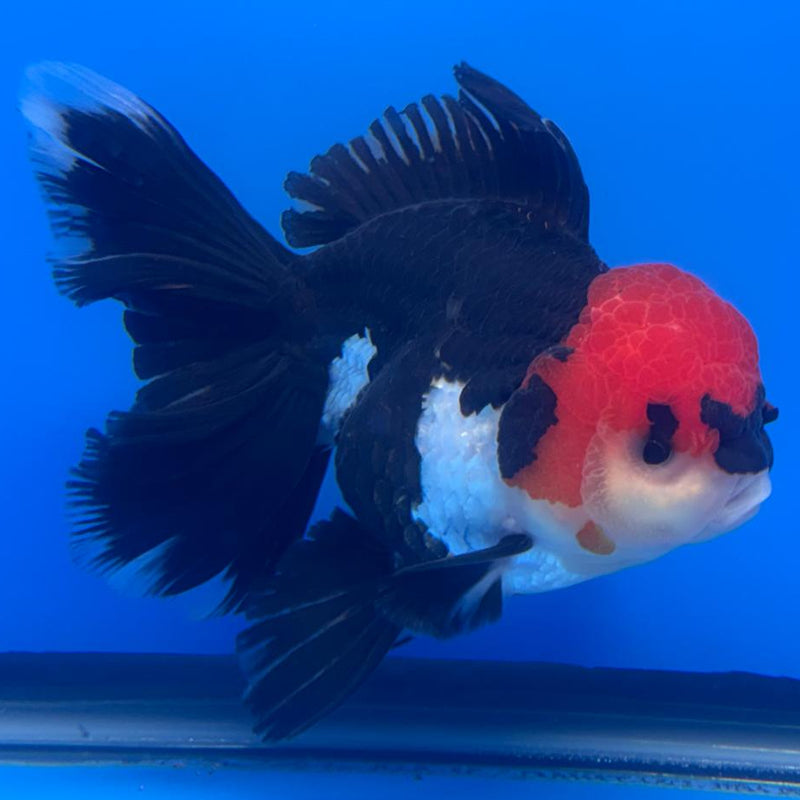 Thai Oranda Orchid Tail Tri-Color 4" Body Female (CK-587)R1B12