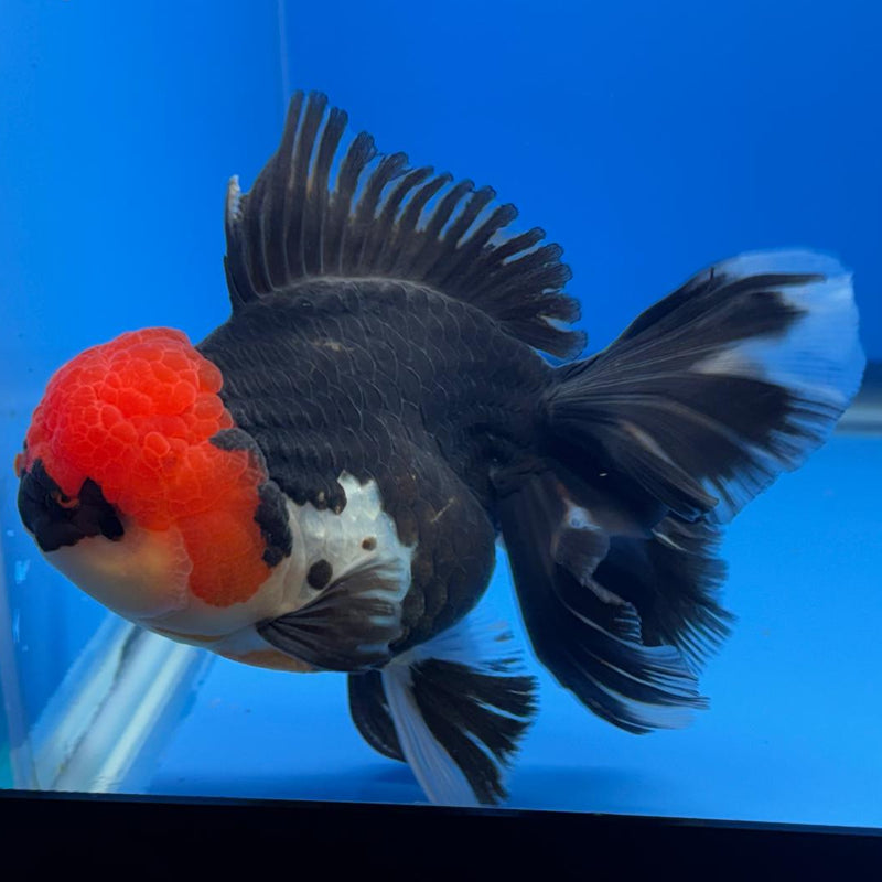 Thai Oranda Orchid Tail Tri-Color 4" Body Female (CK-587)R1B12