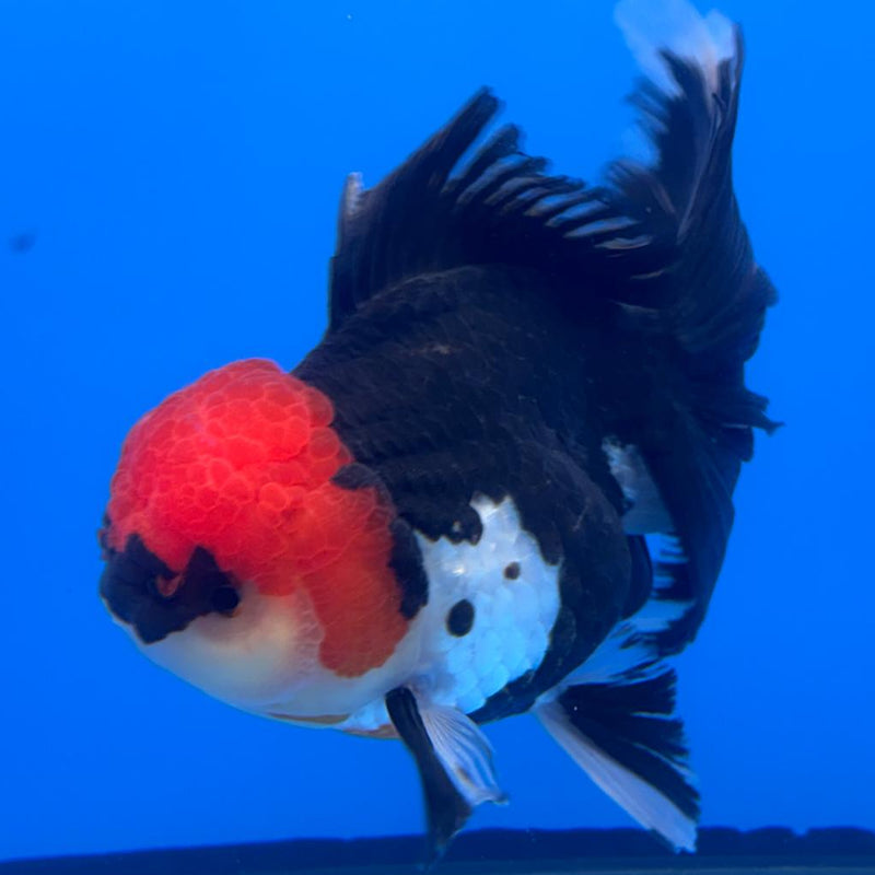 Thai Oranda Orchid Tail Tri-Color 4" Body Female (CK-587)R1B12