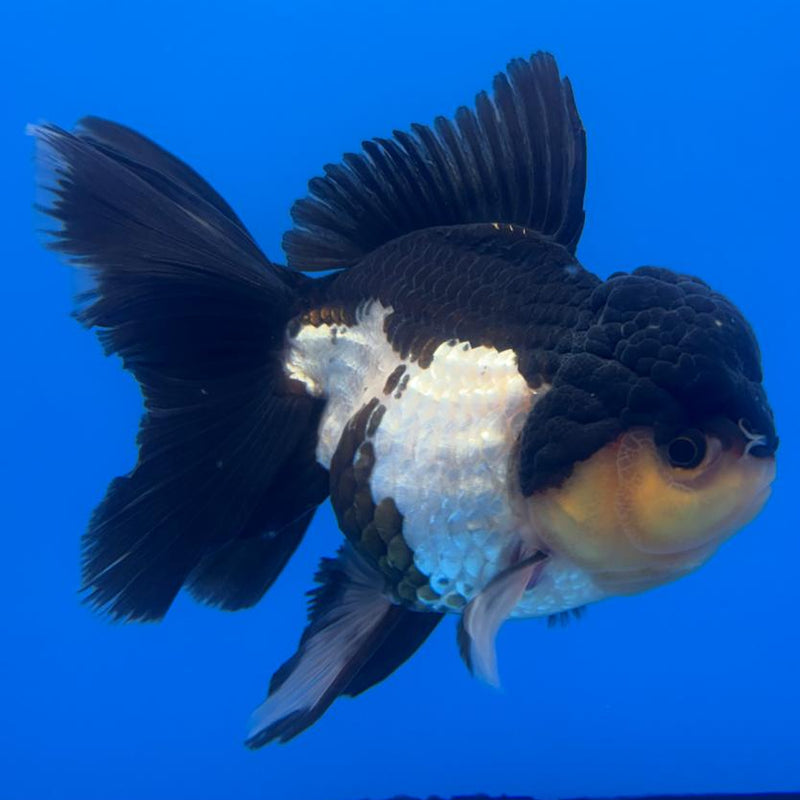 Thai Oranda Orchid Tail Panda 4" Body Female (CK-588)R1B12