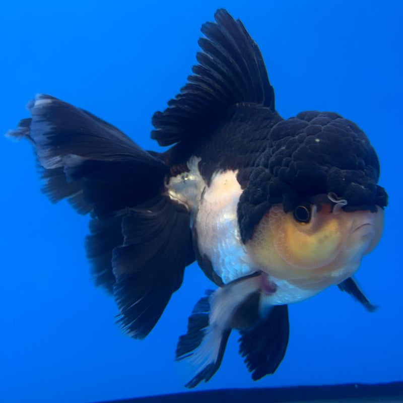 Thai Oranda Orchid Tail Panda 4" Body Female (CK-588)R1B12