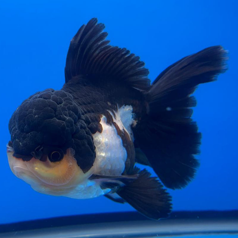 Thai Oranda Orchid Tail Panda 4" Body Female (CK-588)R1B12