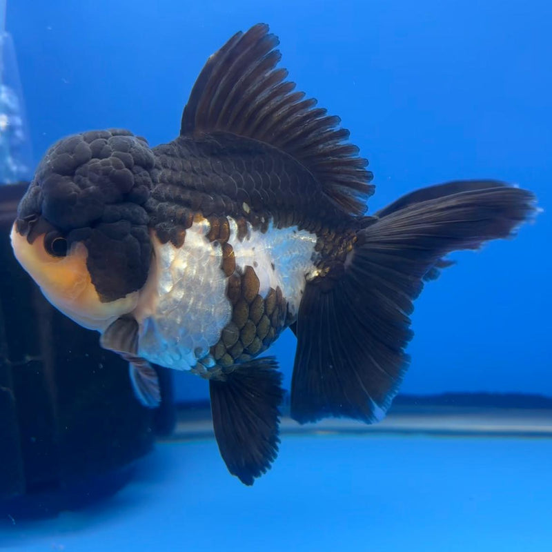 Thai Oranda Orchid Tail Panda 4" Body Female (CK-588)R1B12