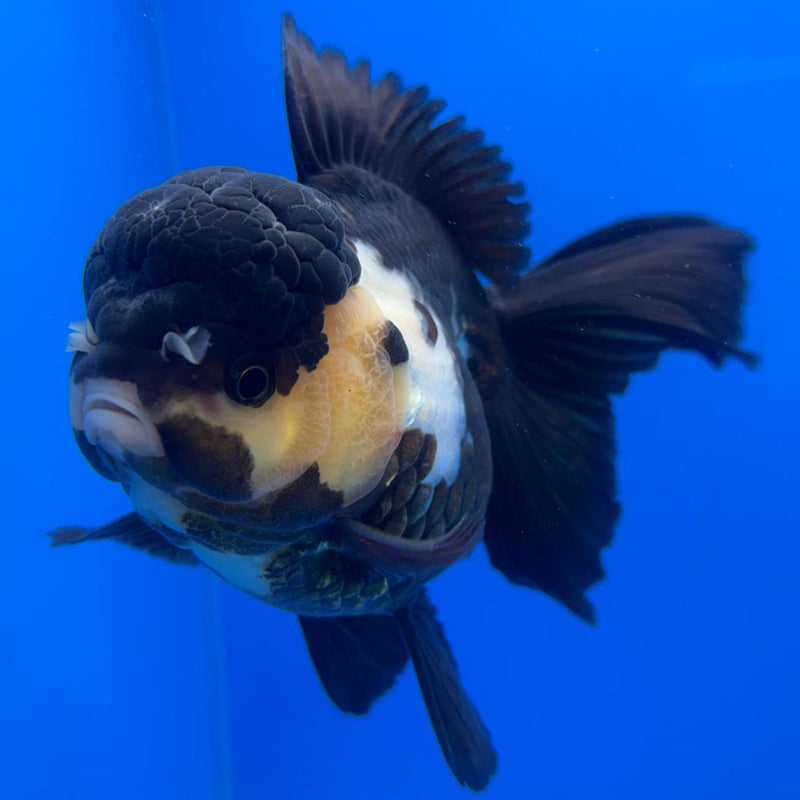 Thai Oranda Orchid Tail Panda 4" Body Male (CK-589)R1B12