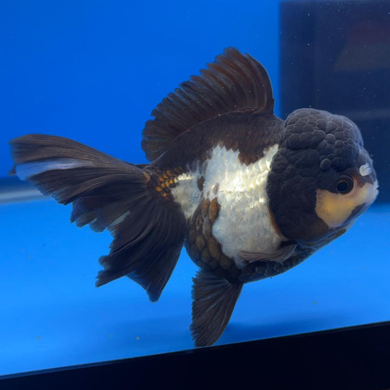 Thai Oranda Orchid Tail Panda 4" Body Male (CK-589)R1B12