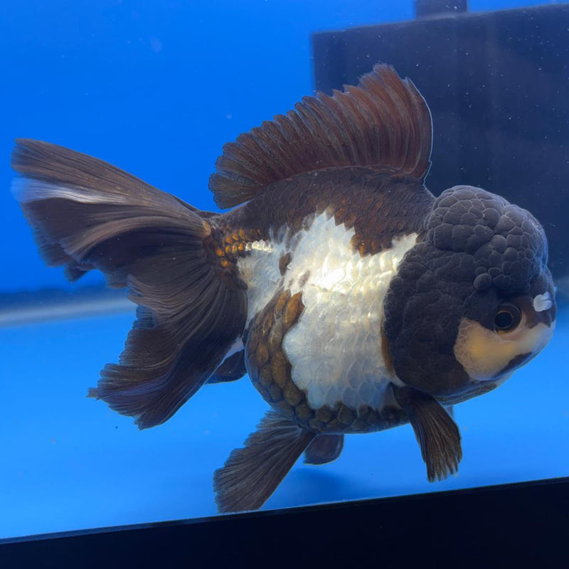 Thai Oranda Orchid Tail Panda 4" Body Male (CK-589)R1B12