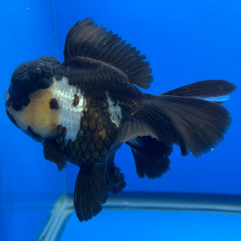 Thai Oranda Orchid Tail Panda 4" Body Male (CK-589)R1B12