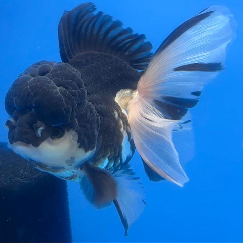Thai Oranda Orchid Tail Panda 4" Body Female (CK-590)R1B12