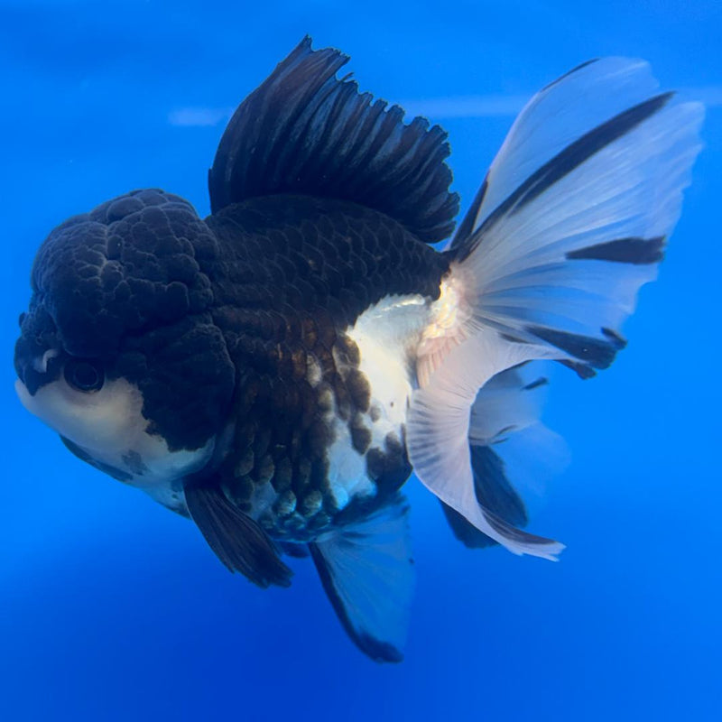 Thai Oranda Orchid Tail Panda 4" Body Female (CK-590)R1B12
