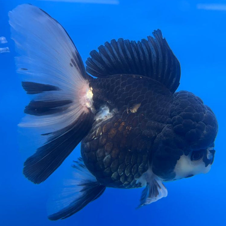 Thai Oranda Orchid Tail Panda 4" Body Female (CK-590)R1B12