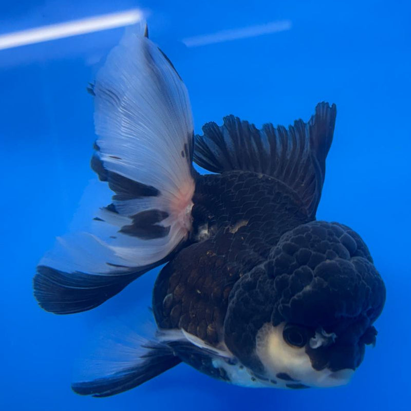 Thai Oranda Orchid Tail Panda 4" Body Female (CK-590)R1B12