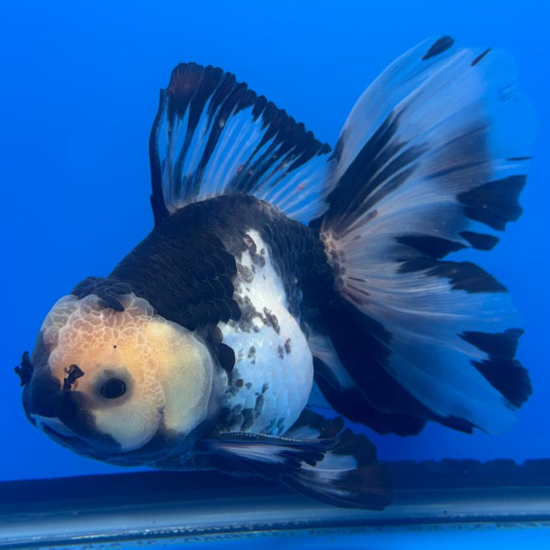 Thai Oranda Orchid Tail Panda 4" Body Male (CK-592)R1B12