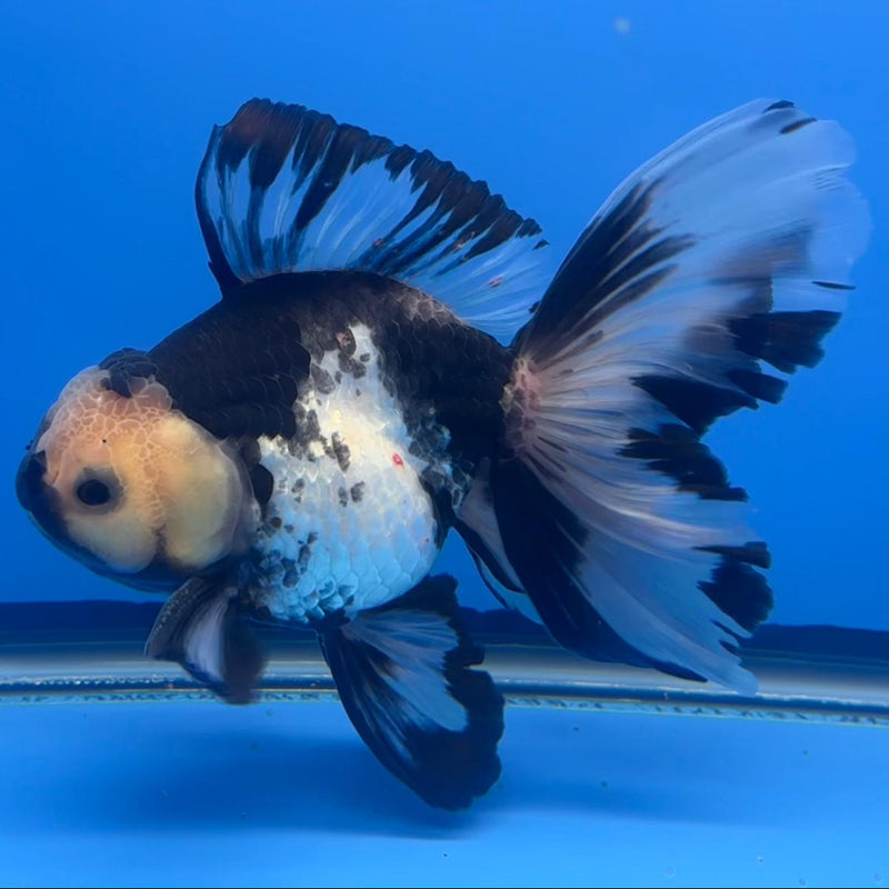 Thai Oranda Orchid Tail Panda 4" Body Male (CK-592)R1B12