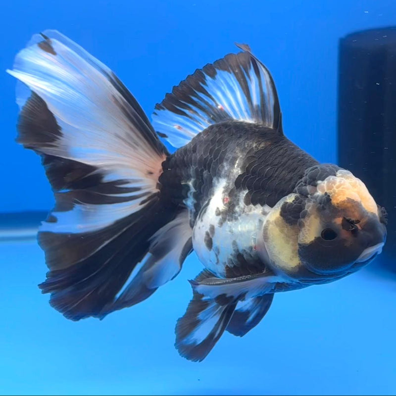 Thai Oranda Orchid Tail Panda 4" Body Male (CK-592)R1B12