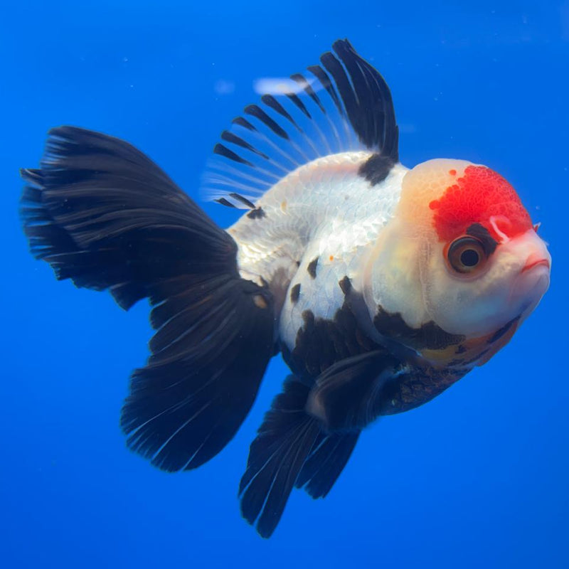 Thai Oranda Orchid Tail Tri-Color/Apache 4" Body Male (CK-593)R1B12