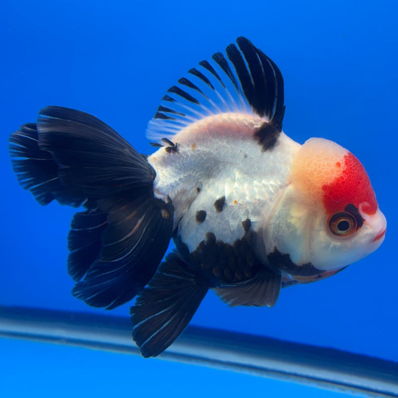 Thai Oranda Orchid Tail Tri-Color/Apache 4" Body Male (CK-593)R1B12