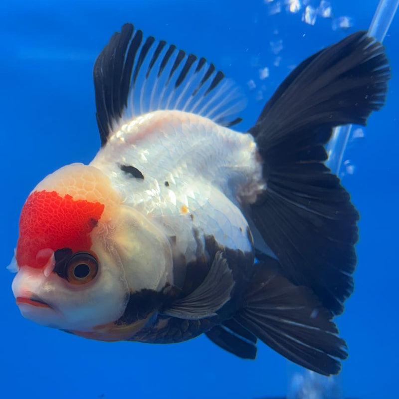 Thai Oranda Orchid Tail Tri-Color/Apache 4" Body Male (CK-593)R1B12