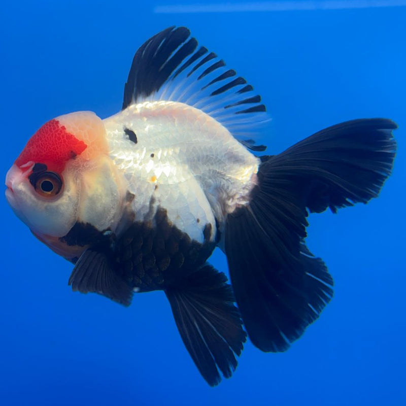 Thai Oranda Orchid Tail Tri-Color/Apache 4" Body Male (CK-593)R1B12