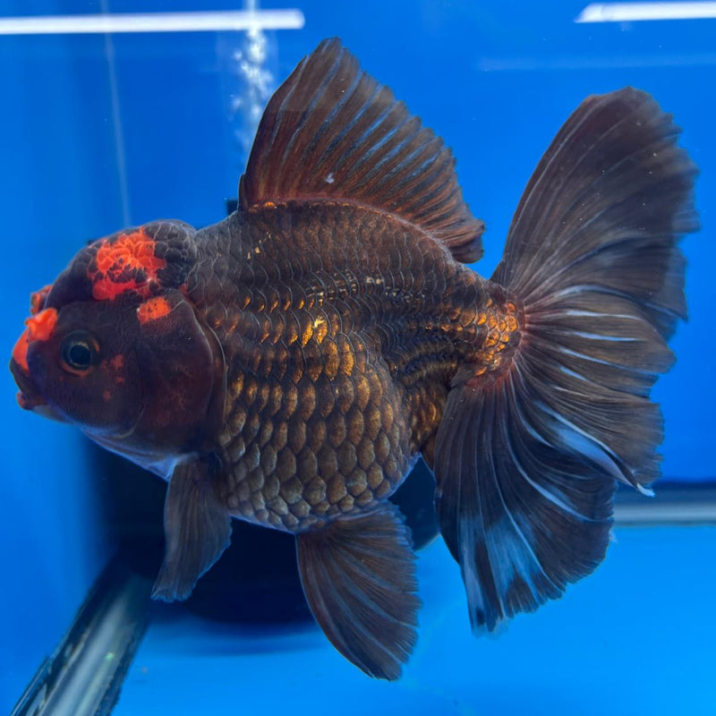Thai Oranda Orchid Tail Black Body Red Cap 4" Body Male (CK-594)R1B12