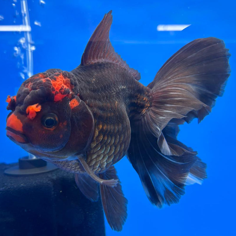 Thai Oranda Orchid Tail Black Body Red Cap 4" Body Male (CK-594)R1B12