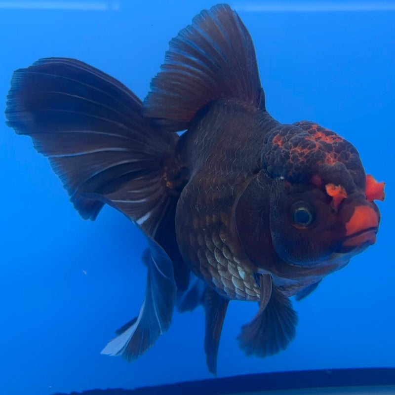 Thai Oranda Orchid Tail Black Body Red Cap 4" Body Male (CK-594)R1B12