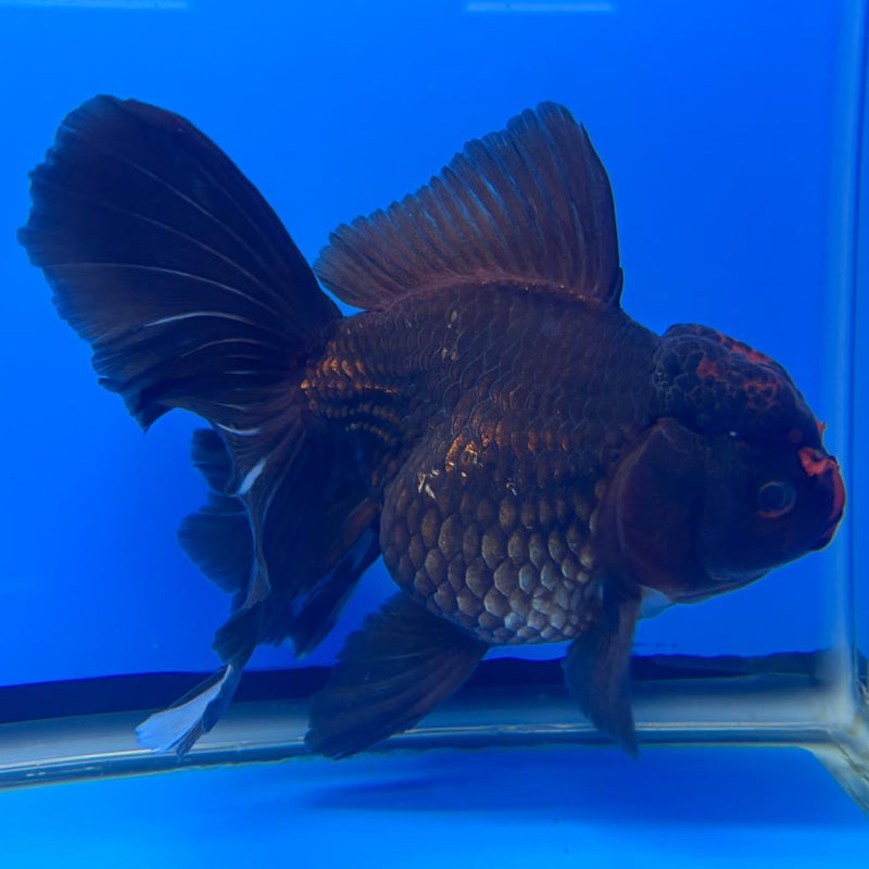Thai Oranda Orchid Tail Black Body Red Cap 4" Body Male (CK-594)R1B12