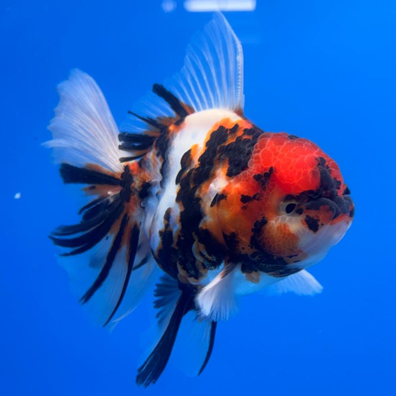 Thai Oranda Tri-Color Tiger Calico 3" Body Male (CK-596)R1A11