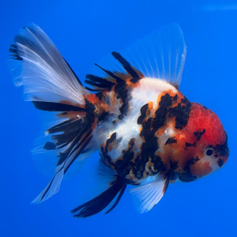 Thai Oranda Tri-Color Tiger Calico 3" Body Male (CK-596)R1A11