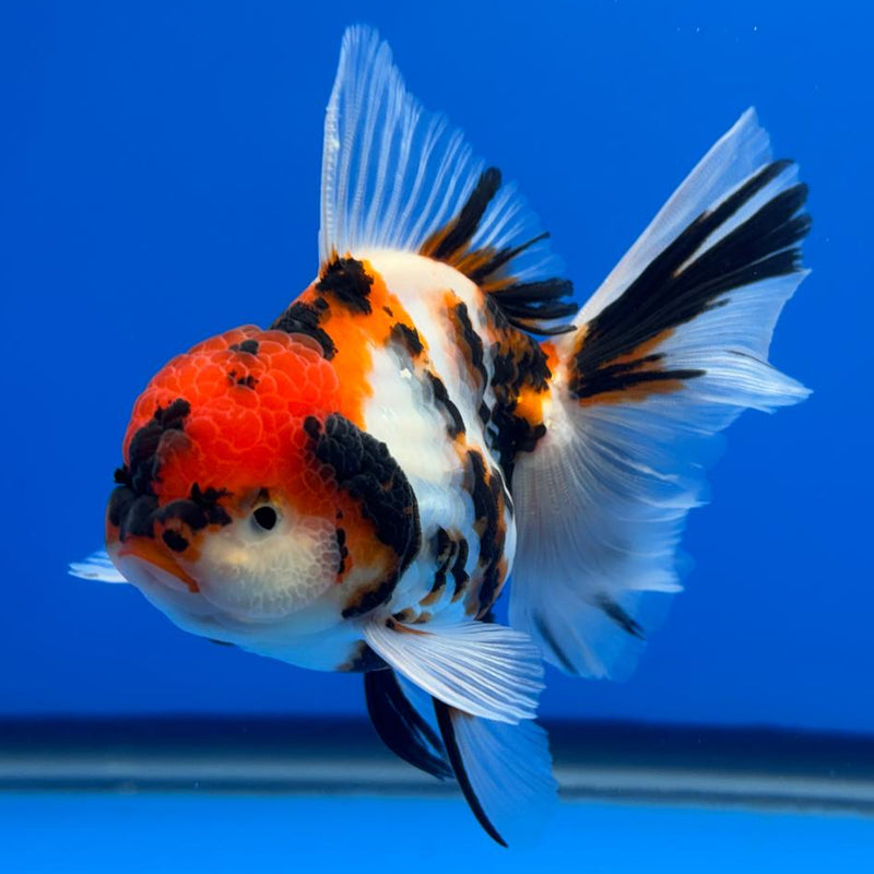 Thai Oranda Tri-Color Tiger Calico 3" Body Male (CK-596)R1A11