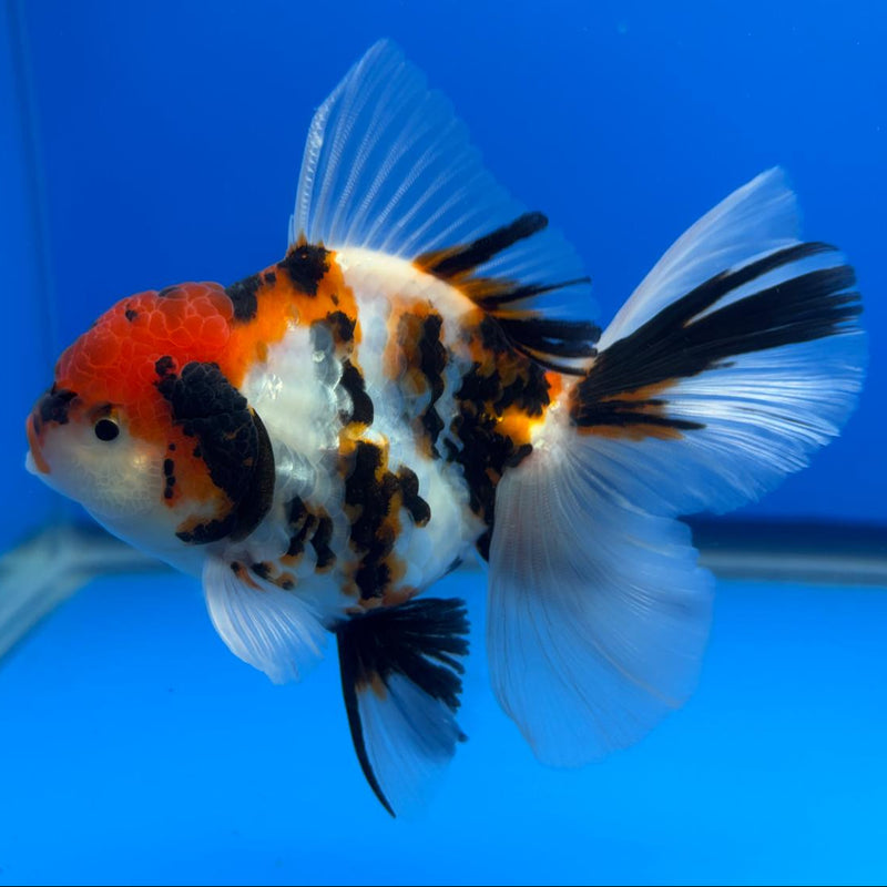Thai Oranda Tri-Color Tiger Calico 3" Body Male (CK-596)R1A11