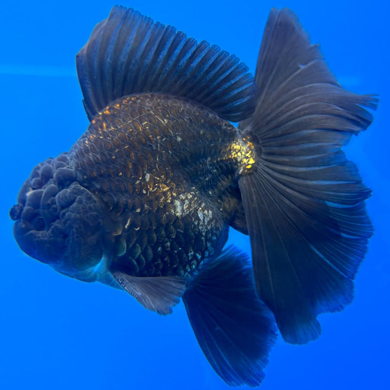 Thai Oranda Full Black 3.5" Body Male (CK-597)R1A11