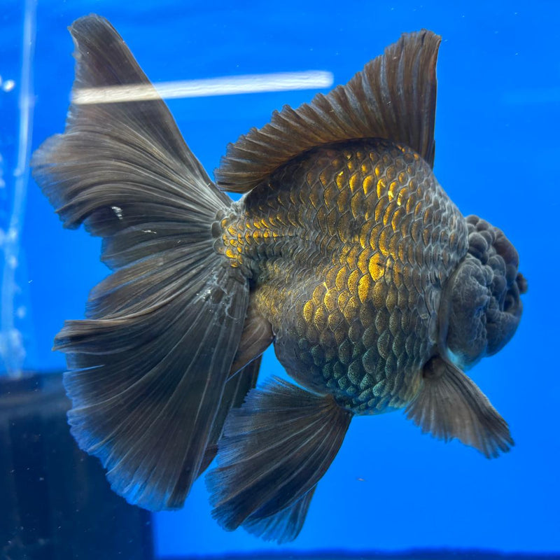 Thai Oranda Full Black 3.5" Body Male (CK-597)R1A11